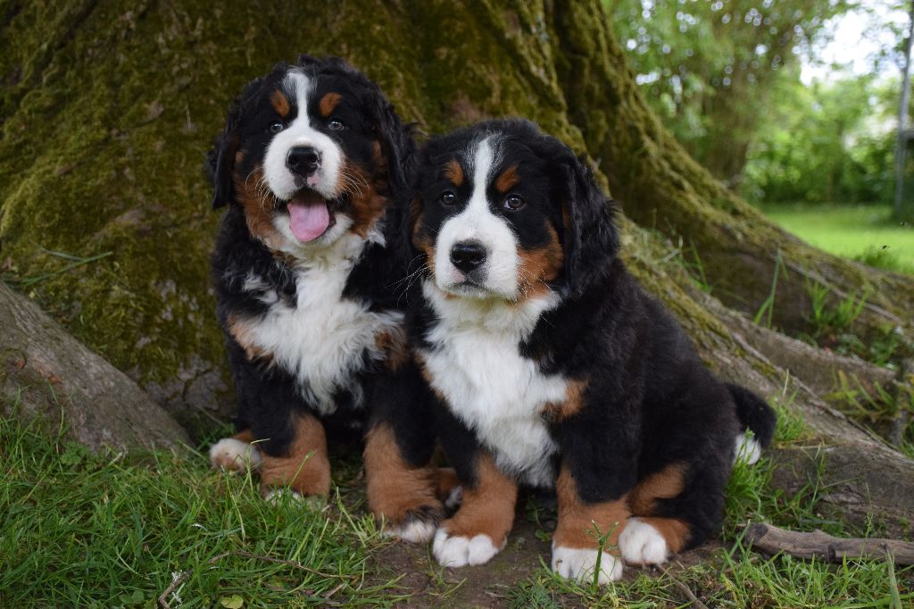 chiot Bouvier Bernois Des Pattes d'Oust