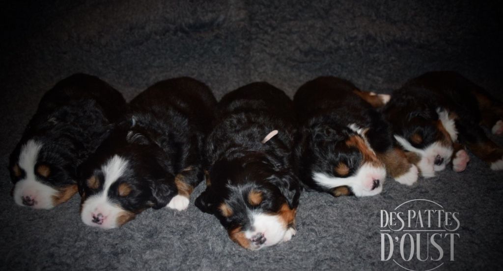 chiot Bouvier Bernois Des Pattes d'Oust