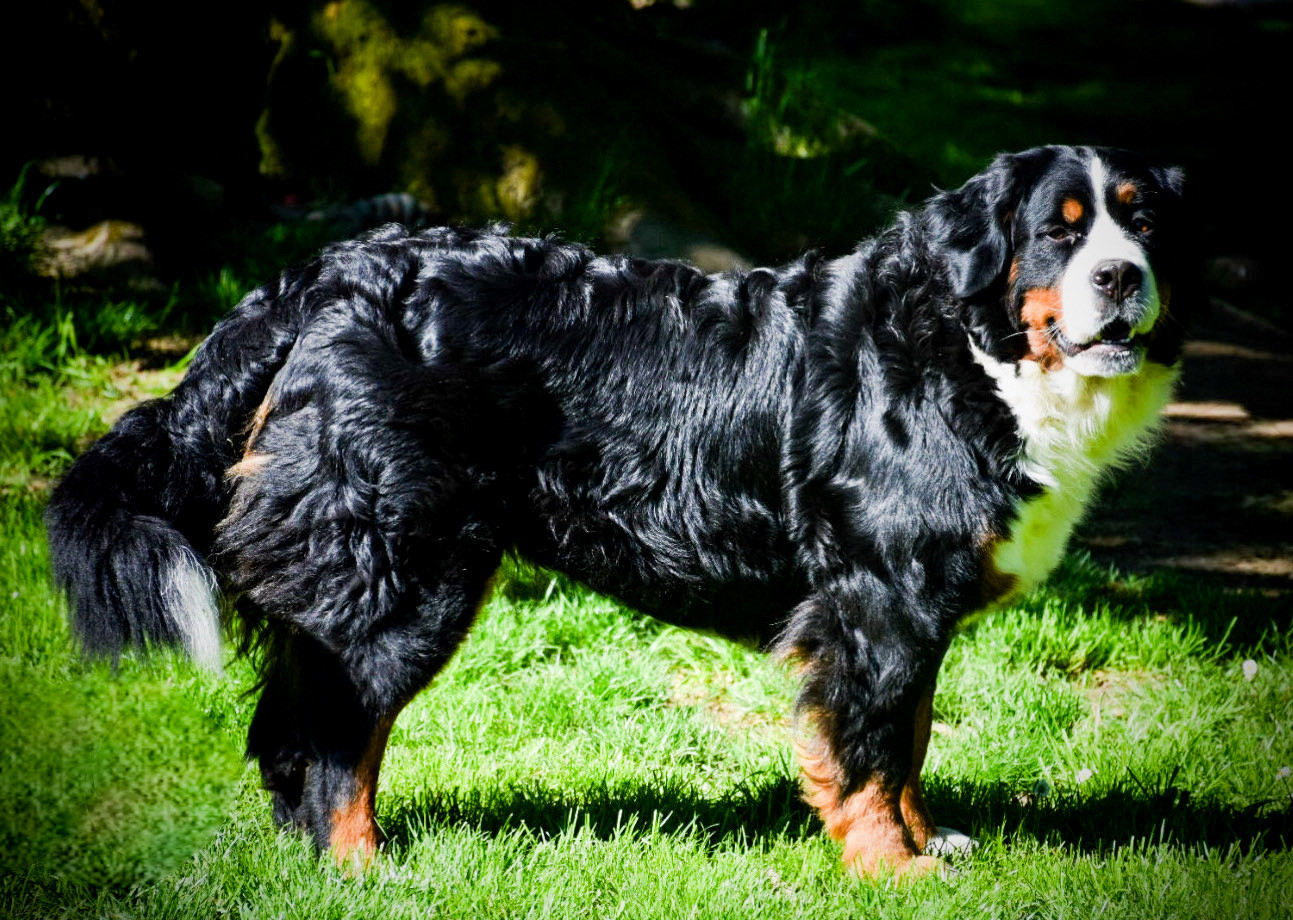 Ulya Des Pattes d'Oust