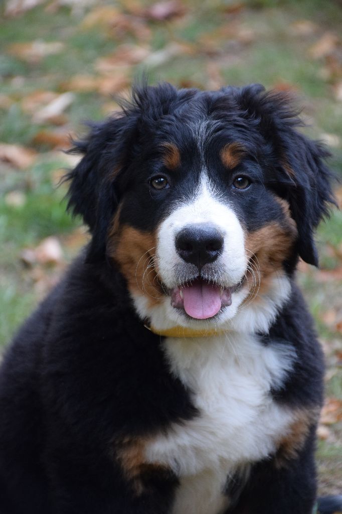 Astr'aella Des Pattes d'Oust