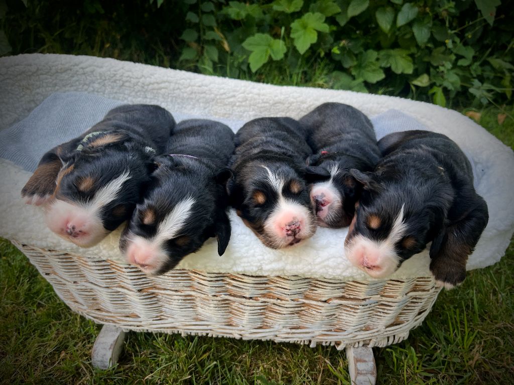 LES BEBES SONT NES!