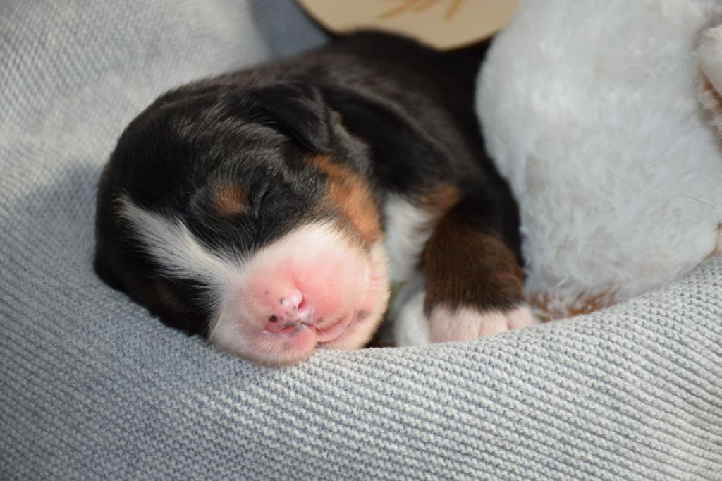Des Pattes d'Oust - Chiots disponibles - Bouvier Bernois