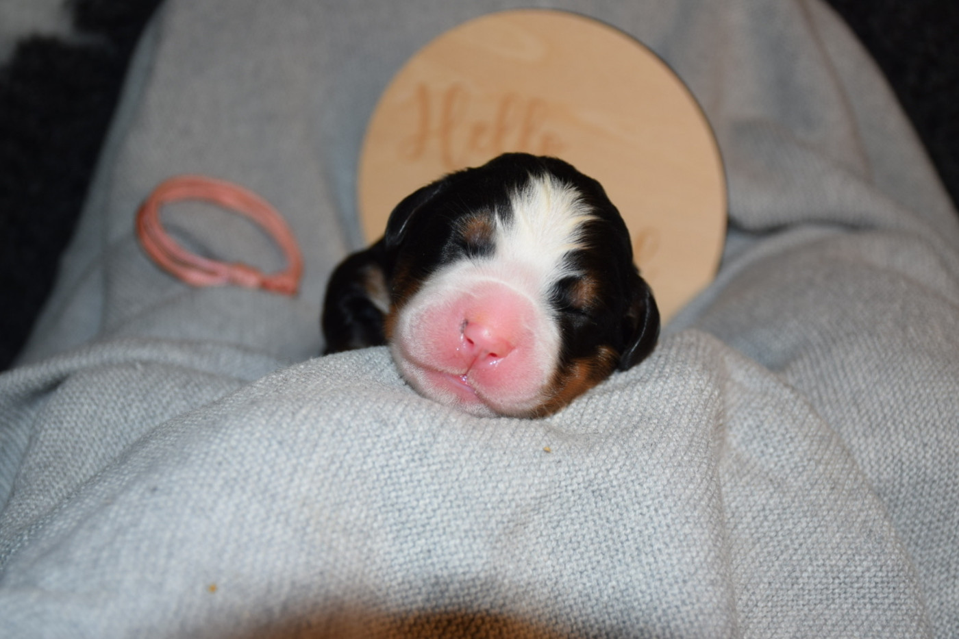 Des Pattes d'Oust - Chiots disponibles - Bouvier Bernois