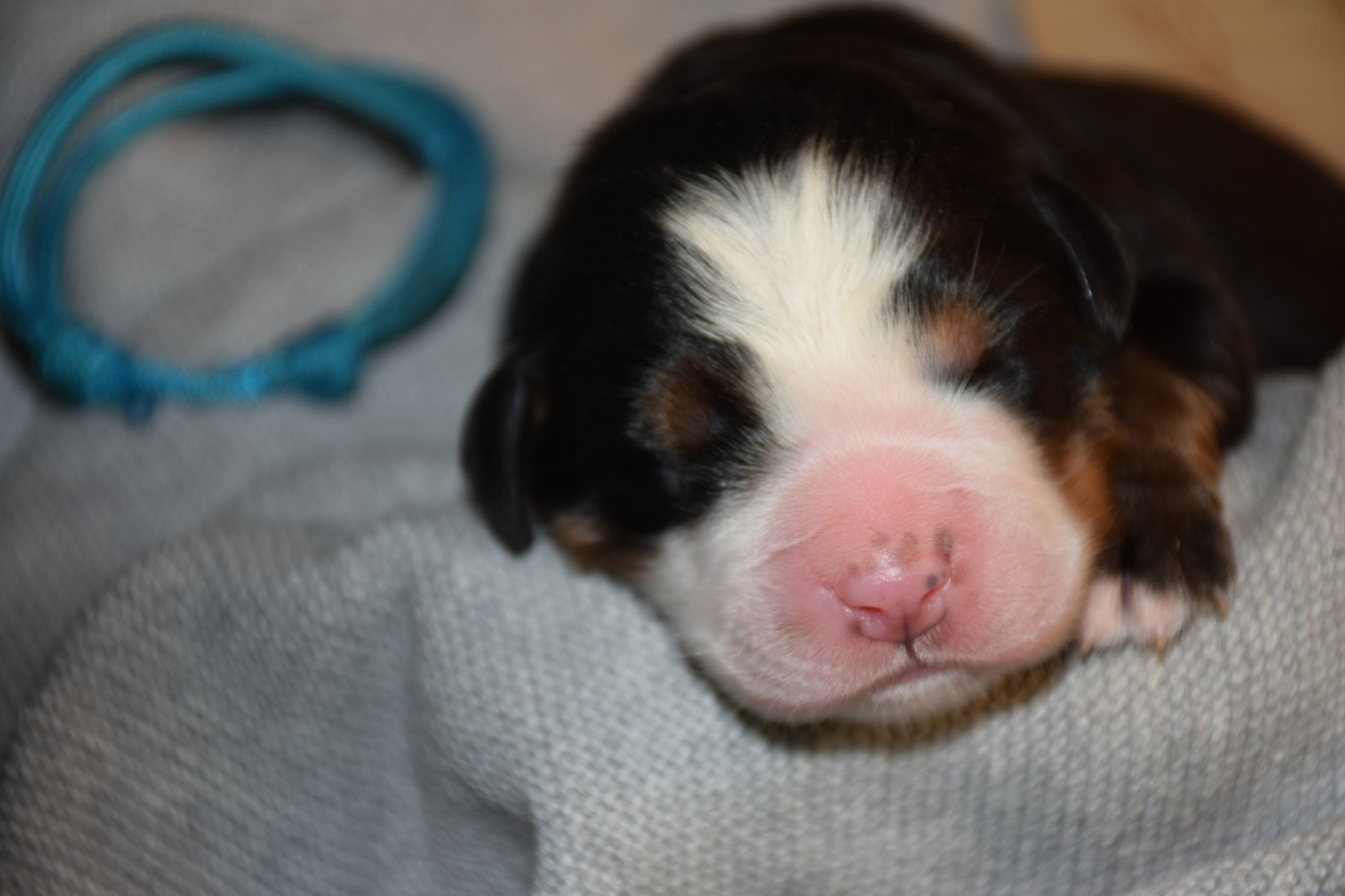 Des Pattes d'Oust - Chiots disponibles - Bouvier Bernois
