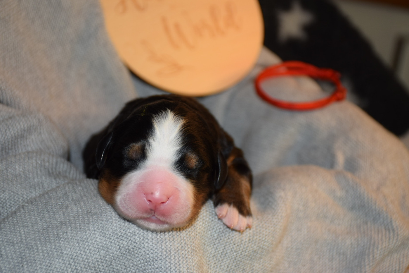 Des Pattes d'Oust - Chiots disponibles - Bouvier Bernois