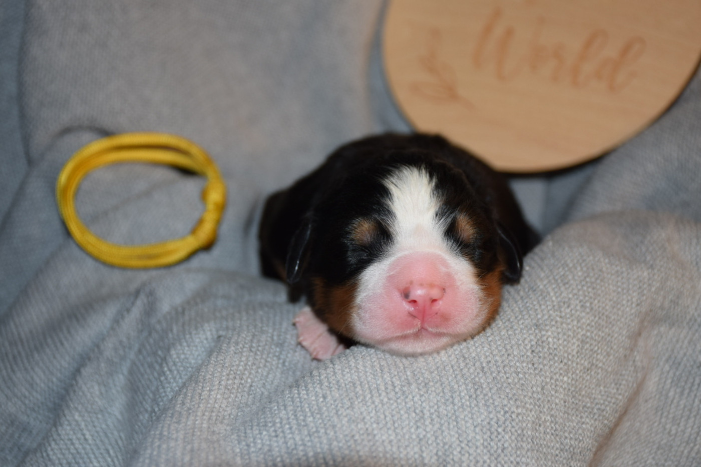 Des Pattes d'Oust - Chiots disponibles - Bouvier Bernois