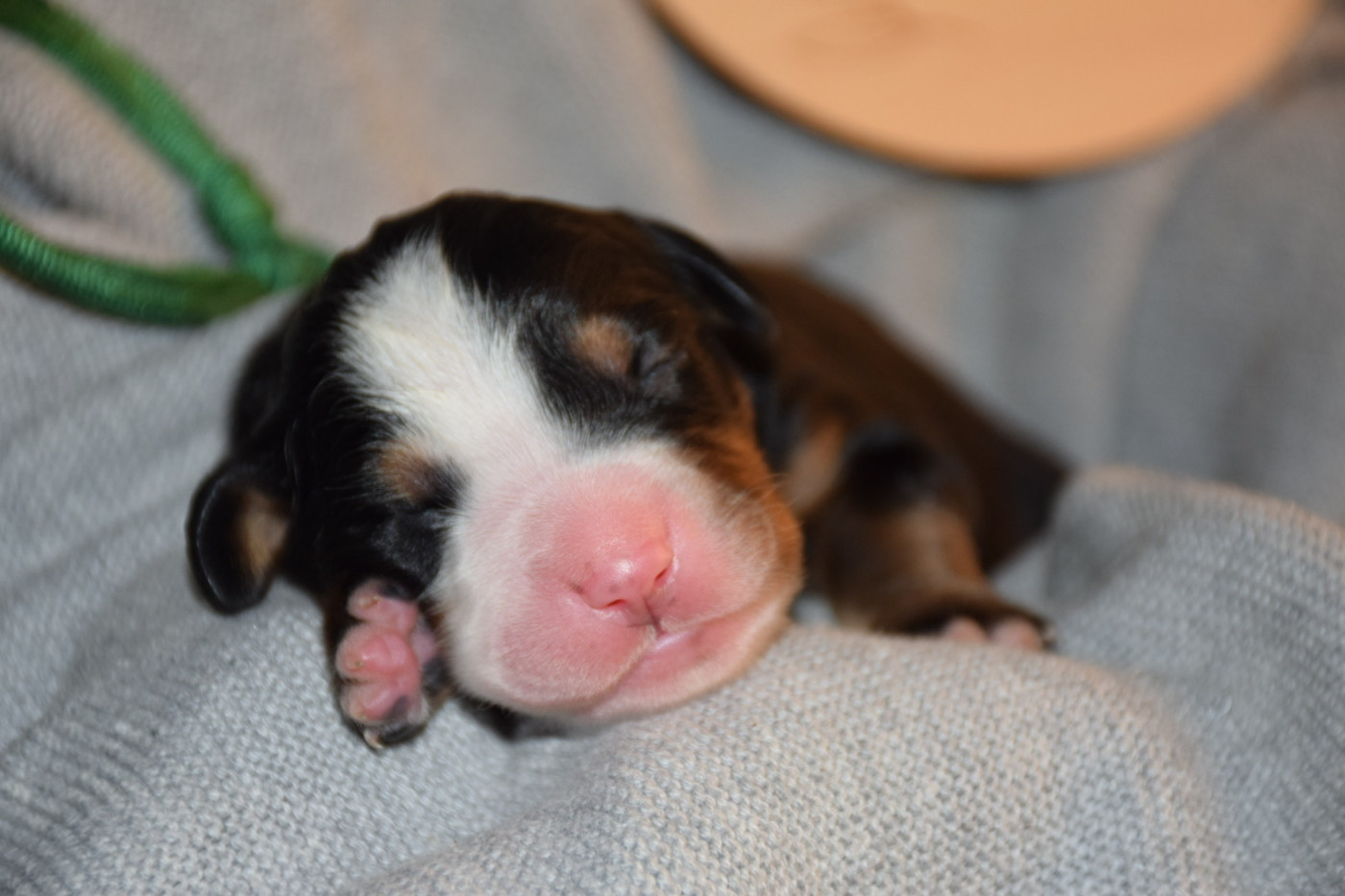 Des Pattes d'Oust - Chiots disponibles - Bouvier Bernois