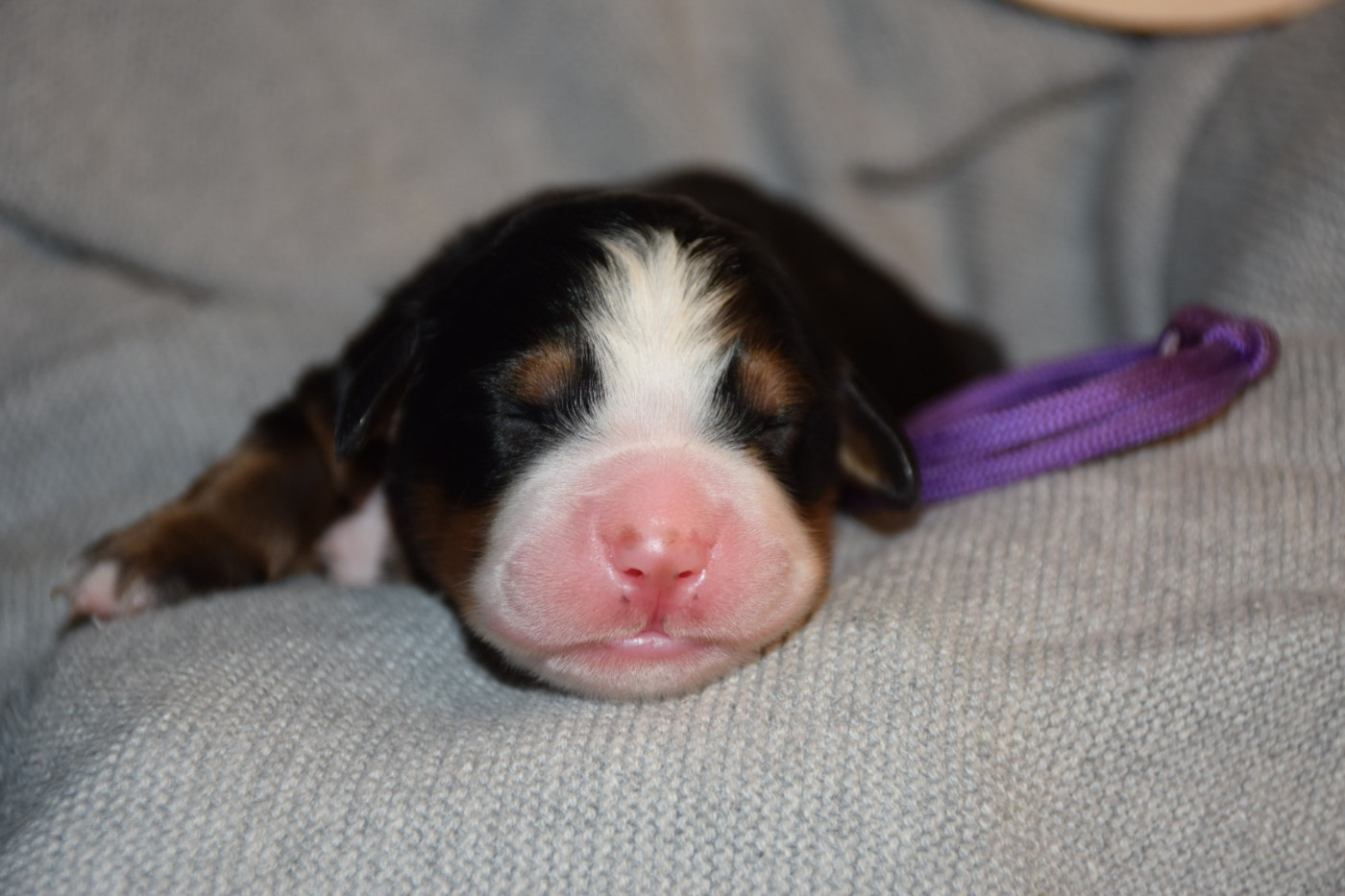 Des Pattes d'Oust - Chiots disponibles - Bouvier Bernois