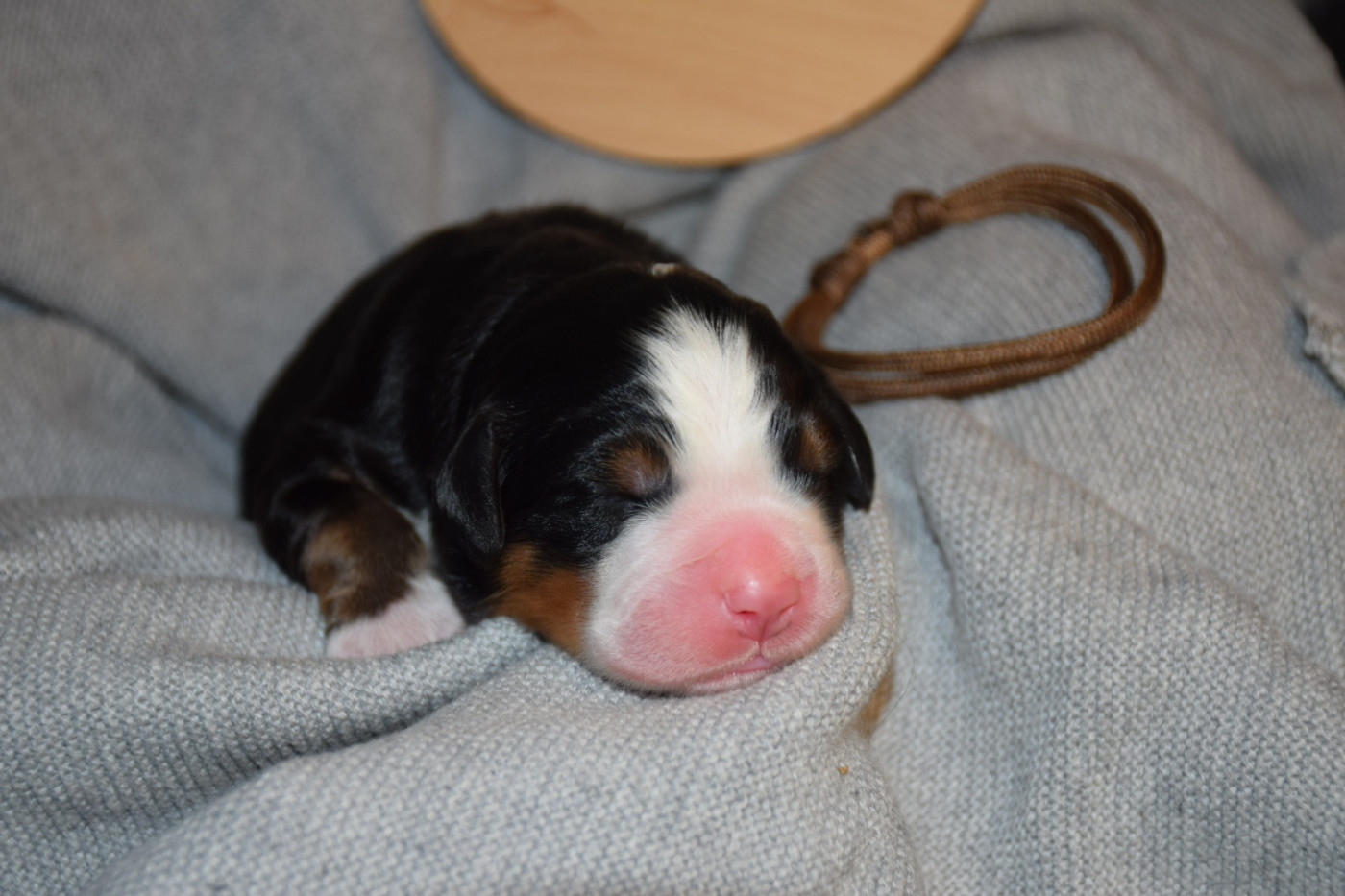 Des Pattes d'Oust - Chiots disponibles - Bouvier Bernois