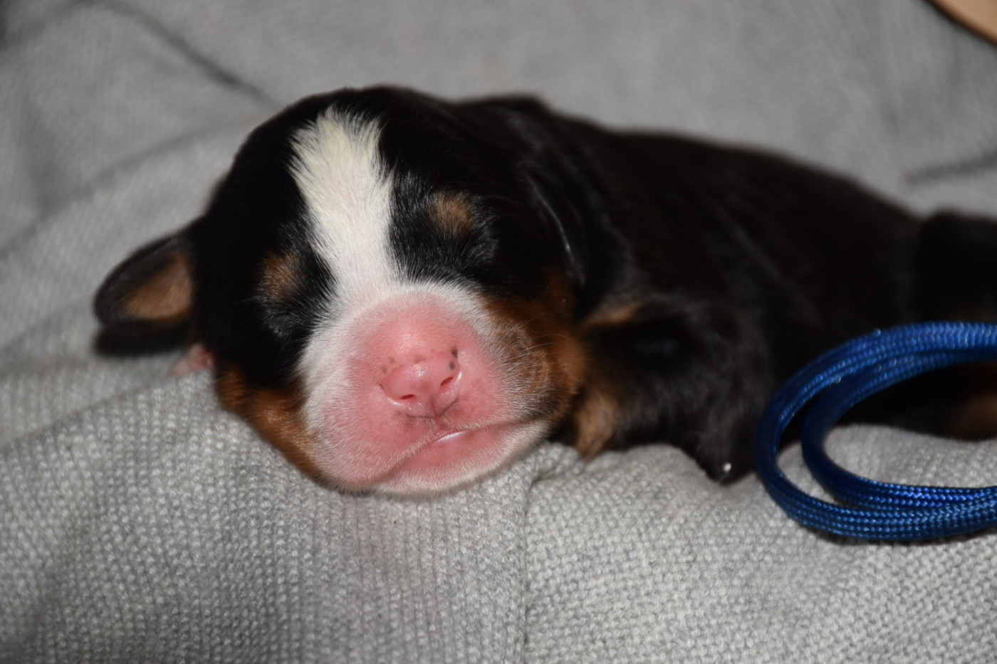Des Pattes d'Oust - Chiots disponibles - Bouvier Bernois