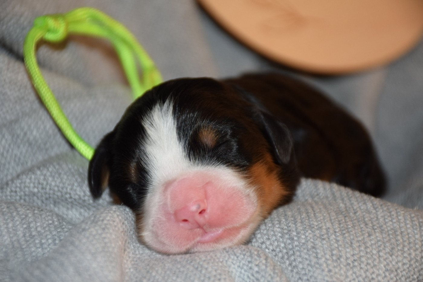 Des Pattes d'Oust - Chiots disponibles - Bouvier Bernois