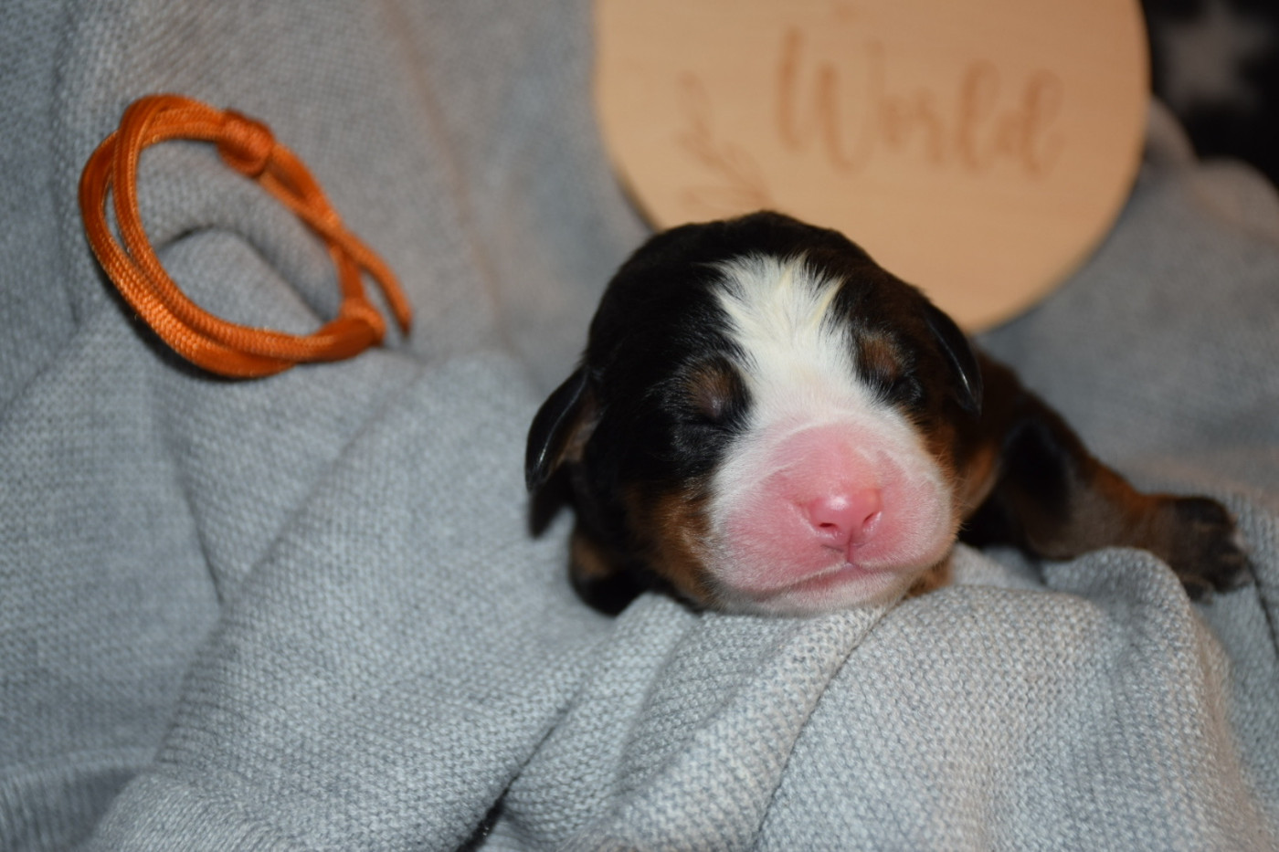 Des Pattes d'Oust - Chiots disponibles - Bouvier Bernois