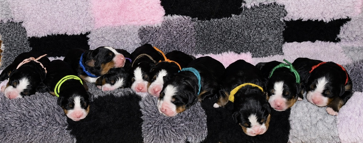 Chiot Bouvier Bernois Des Pattes d'Oust