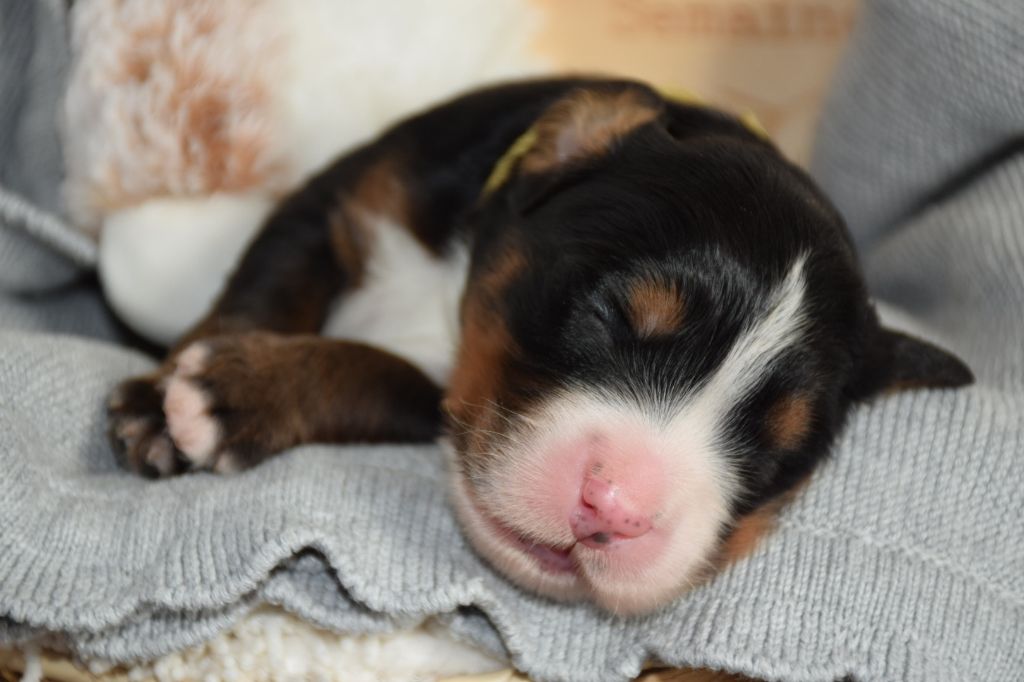 Des Pattes d'Oust - Chiots disponibles - Bouvier Bernois