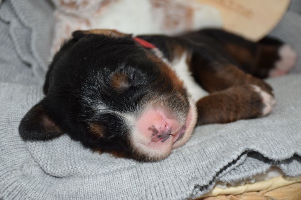Des Pattes d'Oust - Chiots disponibles - Bouvier Bernois