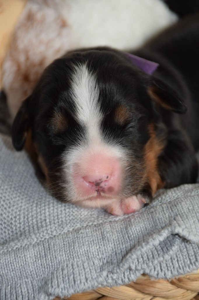 Des Pattes d'Oust - Chiots disponibles - Bouvier Bernois