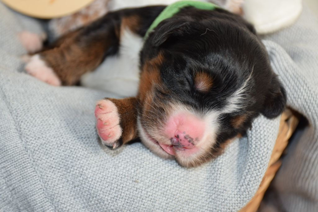 Des Pattes d'Oust - Chiots disponibles - Bouvier Bernois